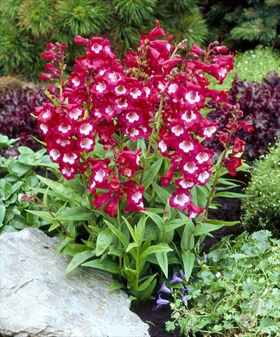 Foto fiore da  Aiuola e/o bordura Penstemon hartwegii Tubular Bells Winered with White Throat