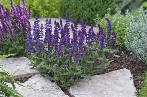 Foto fiore da  Aiuola e/o bordura Salvia nemorosa New Dimension Deep Blue