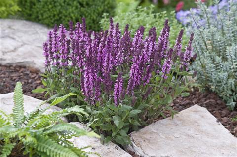 Foto fiore da  Aiuola e/o bordura Salvia nemorosa New Dimension Rose