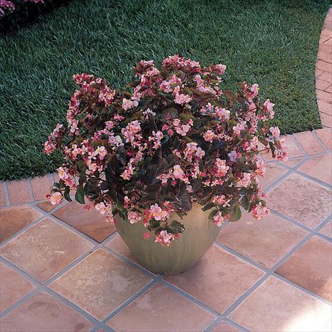 Foto fiore da  Vaso e aiola Begonia x hybrida Baby Wing Pink