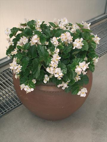 Foto fiore da  Vaso e aiola Begonia x hybrida Baby Wing White