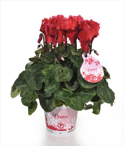 Foto fiore da  Vaso e aiola Cyclamen persicum Prince F1