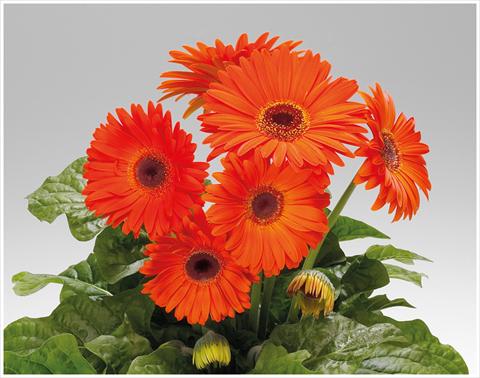 Foto fiore da  Vaso e aiola Gerbera jamesonii Royal Deep Orange Dark Eye