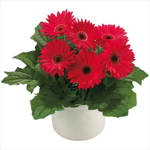 Foto fiore da  Vaso e aiola Gerbera jamesonii Royal Deep Rose dark Eye