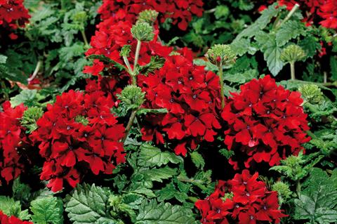 Foto fiore da  Vaso, balcone, basket Verbena hybrida Shangri-La® Velvet Scarlet