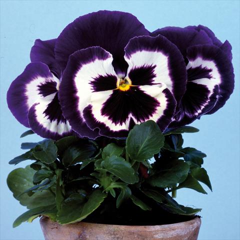 Foto fiore da  Vaso e aiola Viola wittrockiana Big Sun F1 Blue Top