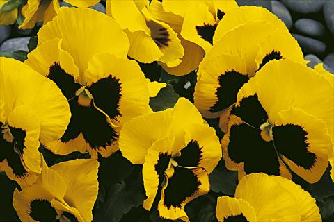 photo of flower to be used as: Pot and bedding Viola wittrockiana Moon Yellow Blotch