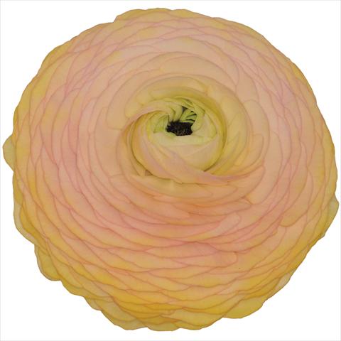 Foto fiore da  Vaso e aiola Ranunculus asiaticus Elegance® Albicocca 08