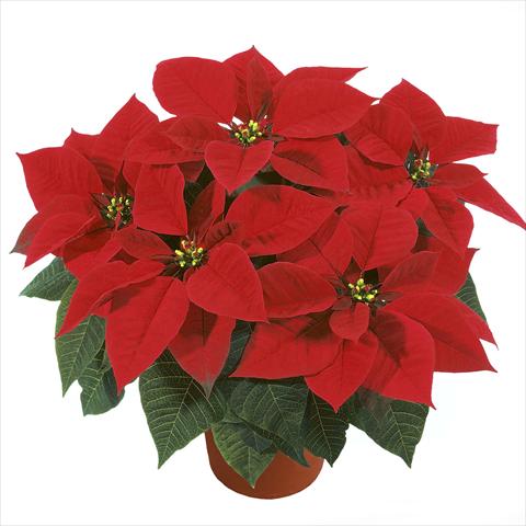 Foto fiore da  Vaso Poinsettia - Euphorbia pulcherrima RED FOX Earlyglory Red