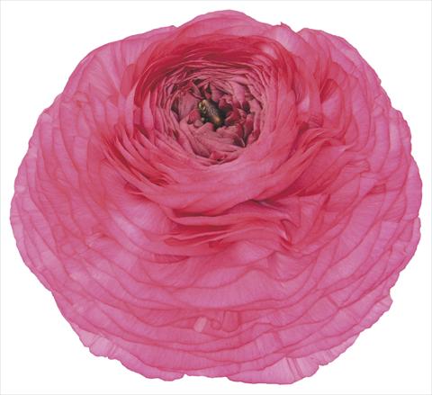 Foto fiore da  Vaso e aiola Ranunculus asiaticus Elegance® Ciclamino 46-08