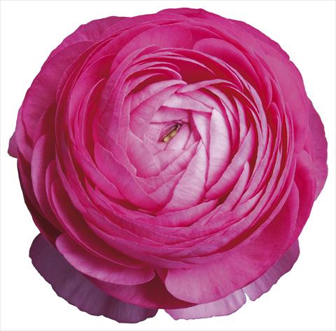 photo of flower to be used as: Pot and bedding Ranunculus asiaticus Success® Laser