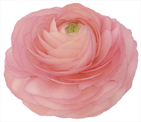 photo of flower to be used as: Pot and bedding Ranunculus asiaticus Success® Venere