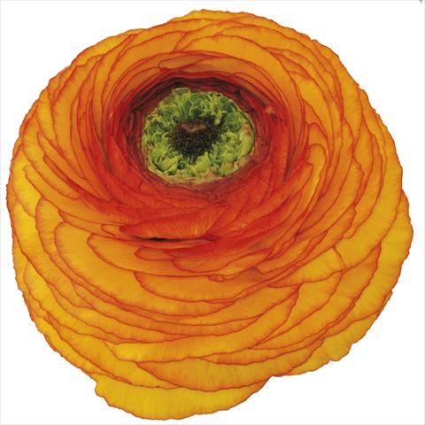 photo of flower to be used as: Pot and bedding Ranunculus asiaticus Success® Swami