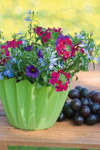 Foto fiore da  Vaso, balcone, basket 3 Combo Trixi® Berry Fields