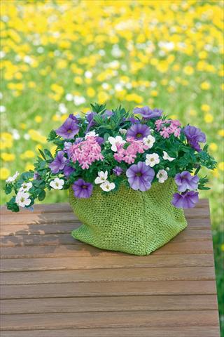 Foto fiore da  Vaso, balcone, basket 3 Combo Trixi® Blueberry Parfait