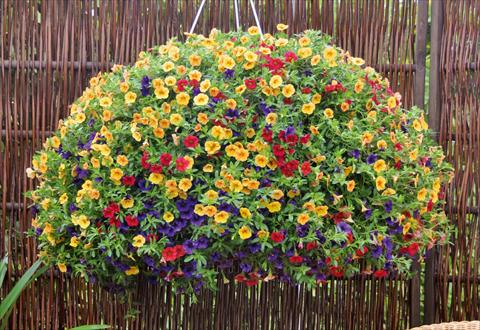 photo of flower to be used as: Pot, patio, basket 3 Combo Trixi® Bubblegum