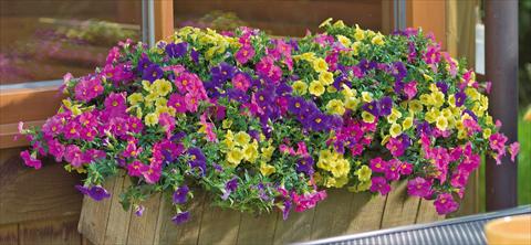 photo of flower to be used as: Pot, patio, basket 3 Combo Trixi® Lollipop