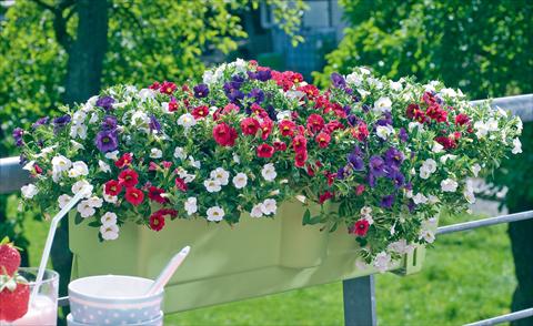 photo of flower to be used as: Pot, patio, basket 3 Combo Trixi® Tricolore