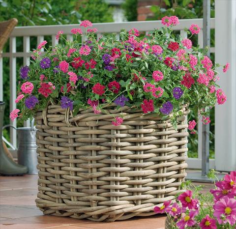 Foto fiore da  Vaso, balcone, basket 3 Combo Trixi® Wild Berries