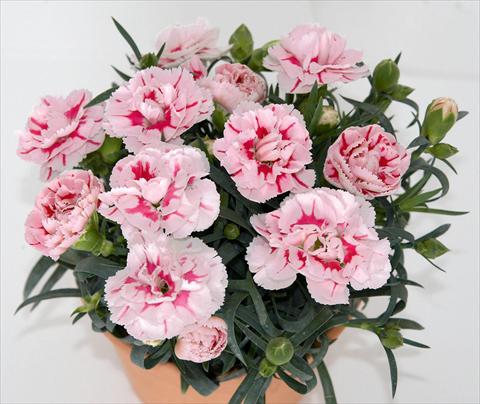 photo of flower to be used as: Pot and bedding Dianthus caryophyllus SuperTrouper® Romy