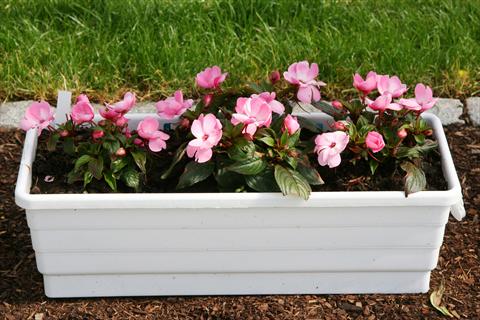 photo of flower to be used as: Pot and bedding Impatiens N. Guinea LaTina Appleblossom