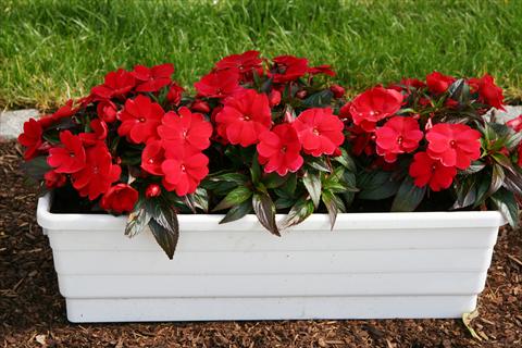 photo of flower to be used as: Pot and bedding Impatiens N. Guinea LaTina Dark Red