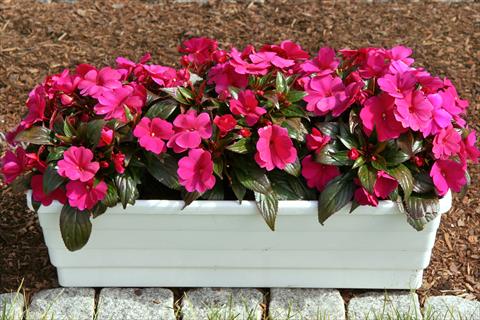 Foto fiore da  Vaso e aiola Impatiens N. Guinea LaTina Electric Purple