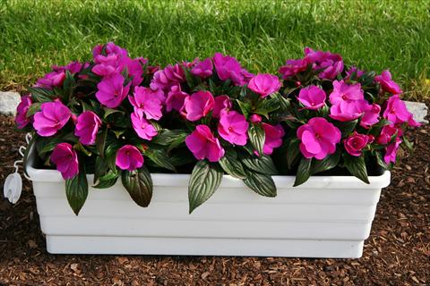 photo of flower to be used as: Pot and bedding Impatiens N. Guinea LaTina Violet