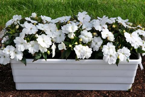 Foto fiore da  Vaso e aiola Impatiens N. Guinea LaTina White