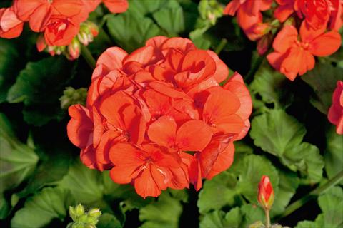 Foto fiore da  Vaso Pelargonium zonale Sunrise® XL Mandarin