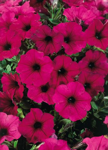 Foto fiore da  Vaso, balcone, basket Petunia CompactFamous™ Electric Purple