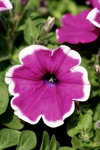 Foto fiore da  Vaso, balcone, basket Petunia Famous™ Lilac Picotee