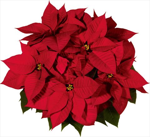 Foto fiore da  Vaso Poinsettia - Euphorbia pulcherrima Christmas Day