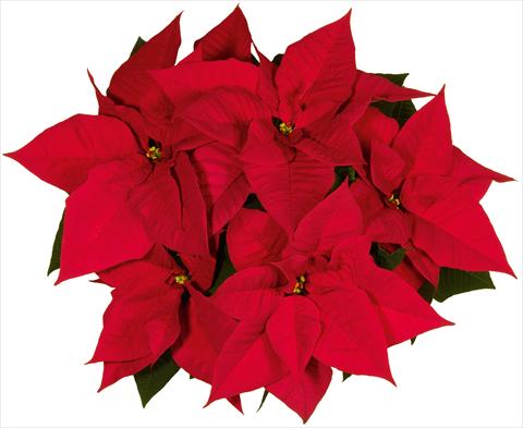 Foto fiore da  Vaso Poinsettia - Euphorbia pulcherrima Noel