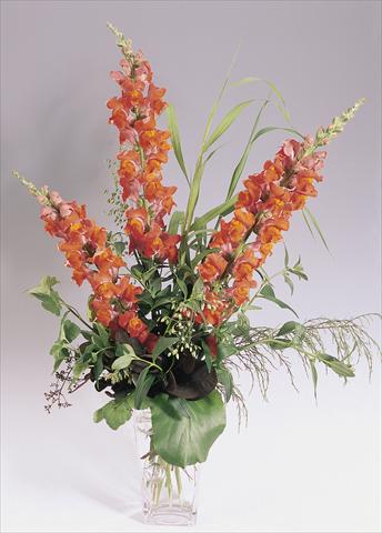 photo of flower to be used as: Pot and bedding Antirrhinum majus Animation Deep Orange
