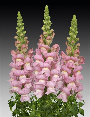 photo of flower to be used as: Pot and bedding Antirrhinum majus Costa Light Rose