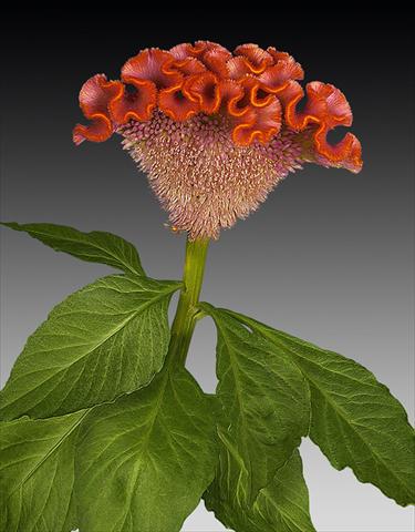 Foto fiore da  Vaso e aiola Celosia argentea cristata Act Orla