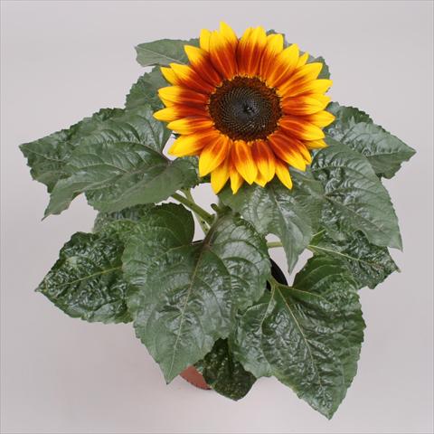 Foto fiore da  Vaso e aiola Helianthus annuus Sunsation Flame Exp