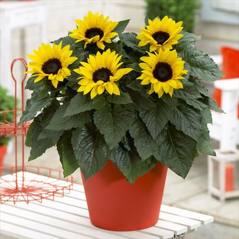 Foto fiore da  Vaso e aiola Helianthus annuus Sunsation Yellow