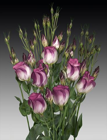 Foto fiore da  Reciso Lisianthus (Eustoma rusellianum) Adom Red Picotee