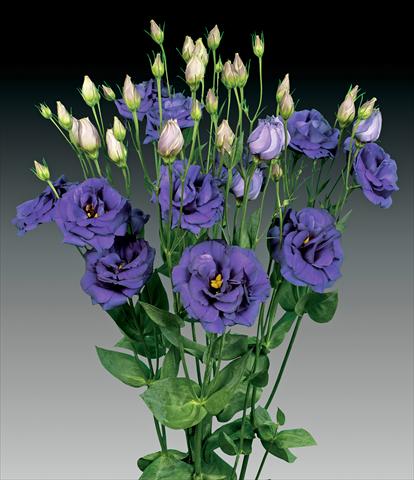 Foto fiore da  Reciso Lisianthus (Eustoma rusellianum) Cessna Blue