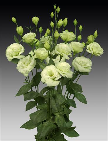 Foto fiore da  Reciso Lisianthus (Eustoma rusellianum) Cessna Green