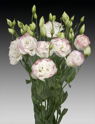 Foto fiore da  Reciso Lisianthus (Eustoma rusellianum) Cessna Rose Picotee