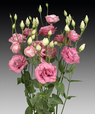 Foto fiore da  Reciso Lisianthus (Eustoma rusellianum) Cessna Rose