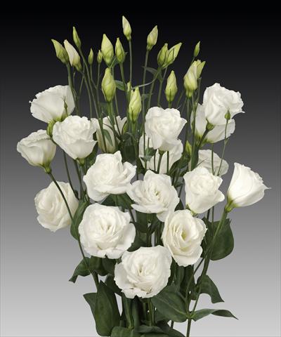 Foto fiore da  Reciso Lisianthus (Eustoma rusellianum) Cessna White Improved