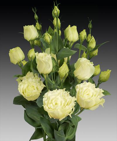 Foto fiore da  Reciso Lisianthus (Eustoma rusellianum) Cessna Yellow Improved