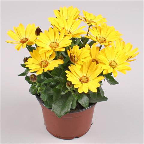 Foto fiore da  Vaso e aiola Osteospermum Cape Daisy® Yellow Halo