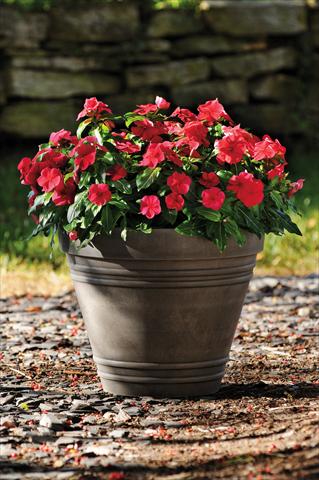 Foto fiore da  Vaso e aiola Catharanthus roseus - Vinca Titan F1 Red Dark