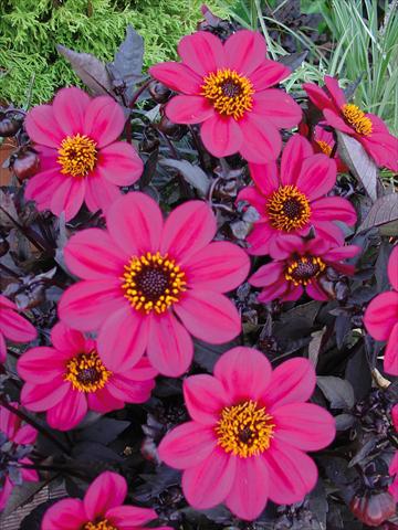 Foto fiore da  Vaso e aiola Dahlia Happy Days Rose