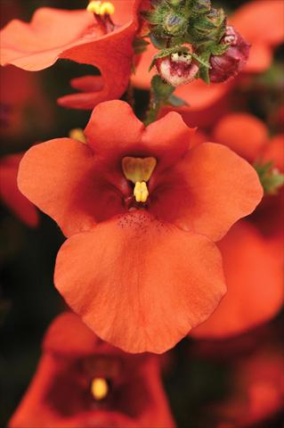 Foto fiore da  Vaso e aiola Diascia Juliet™ Orange